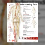 Understanding Pain chart displayed in the Reno Massage Tree reception area showing how pain signals travel through the body.